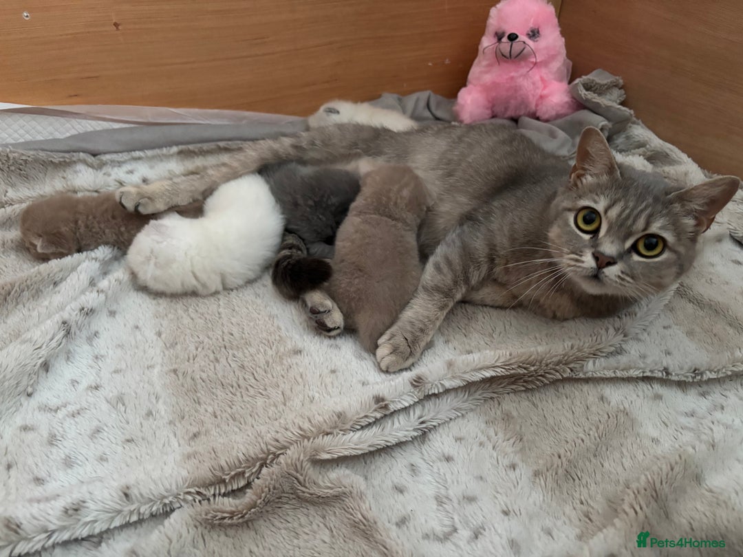 British Shorthair cats for sale: Beautiful British short hairs  - Image 18
