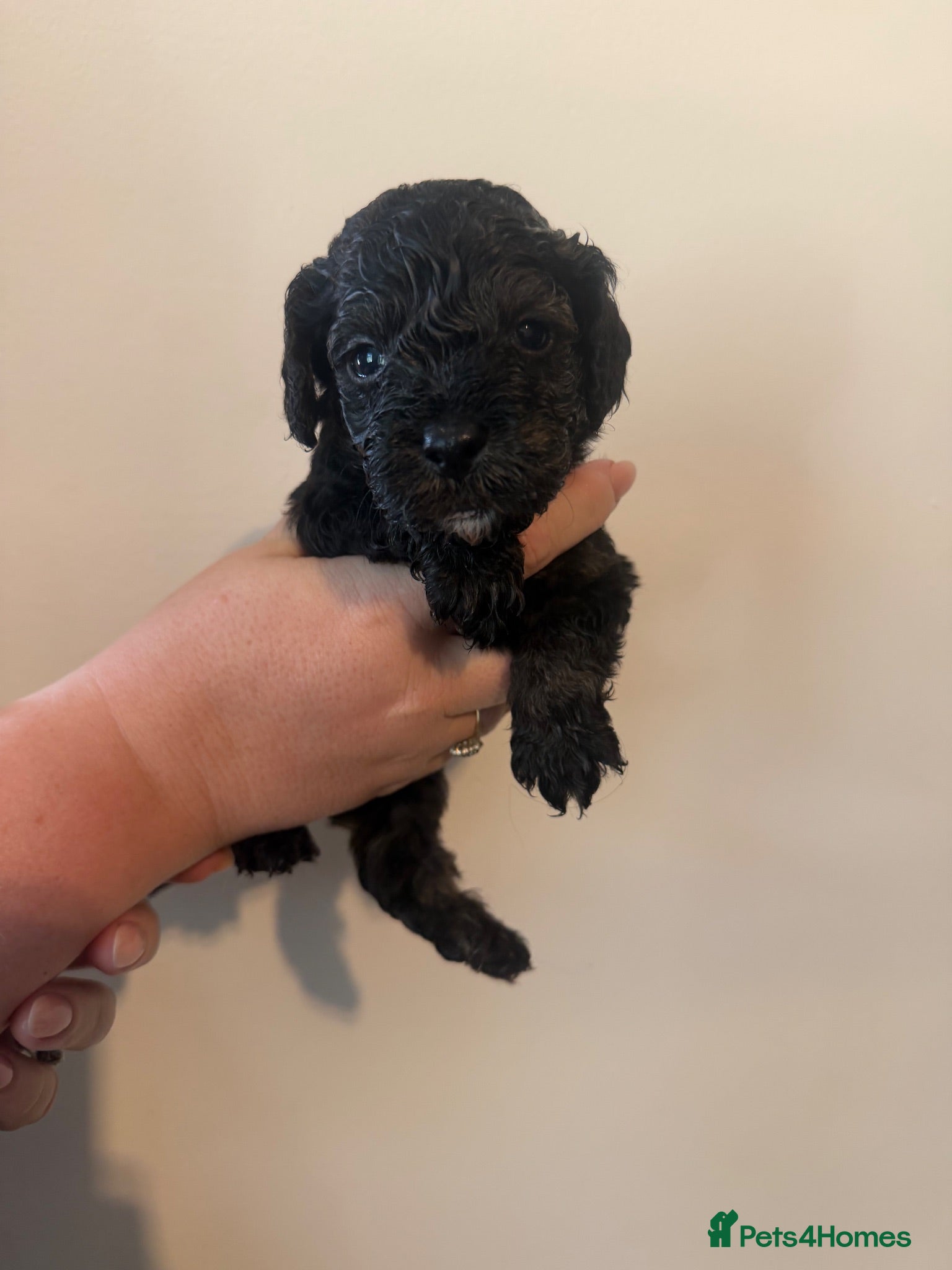 Cockapoo dogs 🐶unique cockapoo puppies🐶 - Advert 1