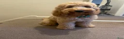 Cockapoo dogs for sale: 1 year old Cockapoo male - Advert 4