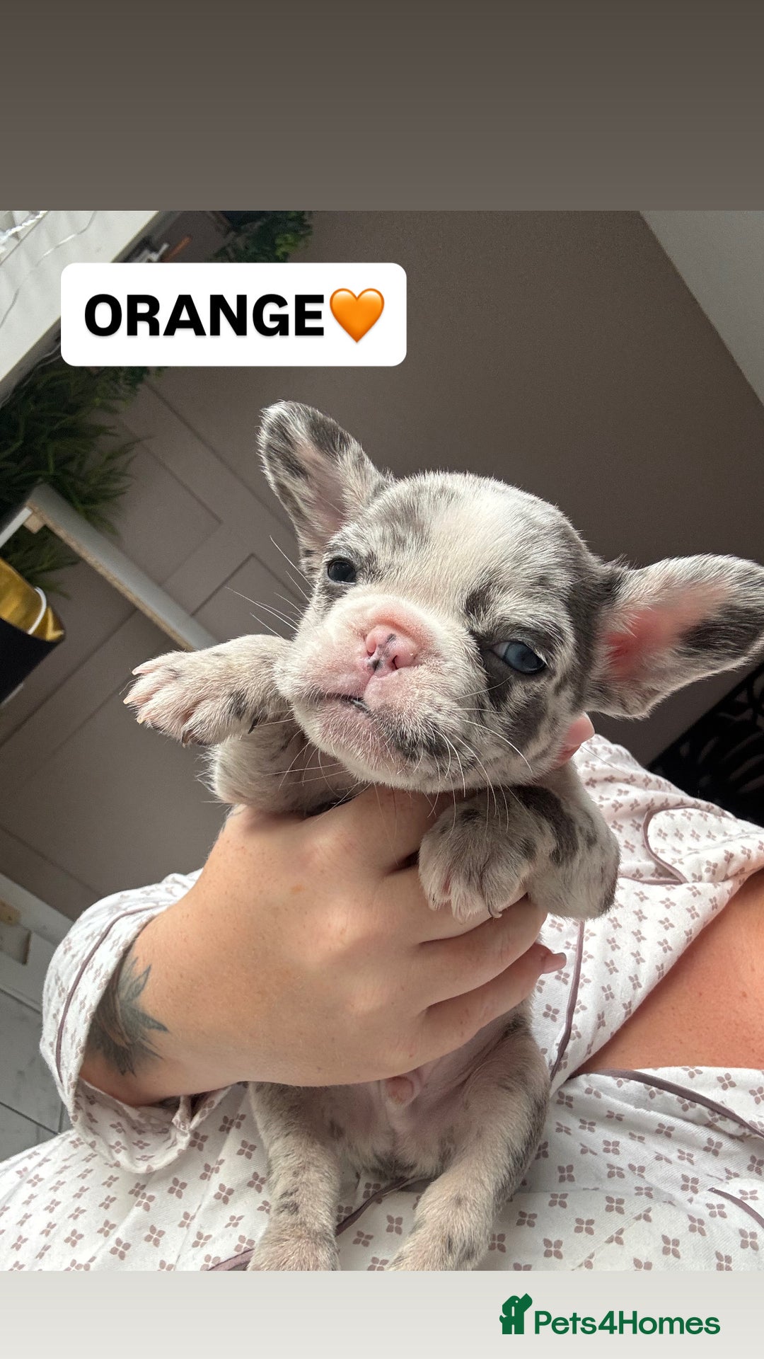 French Bulldog dogs for sale: French bulldog puppies  - Advert 5
