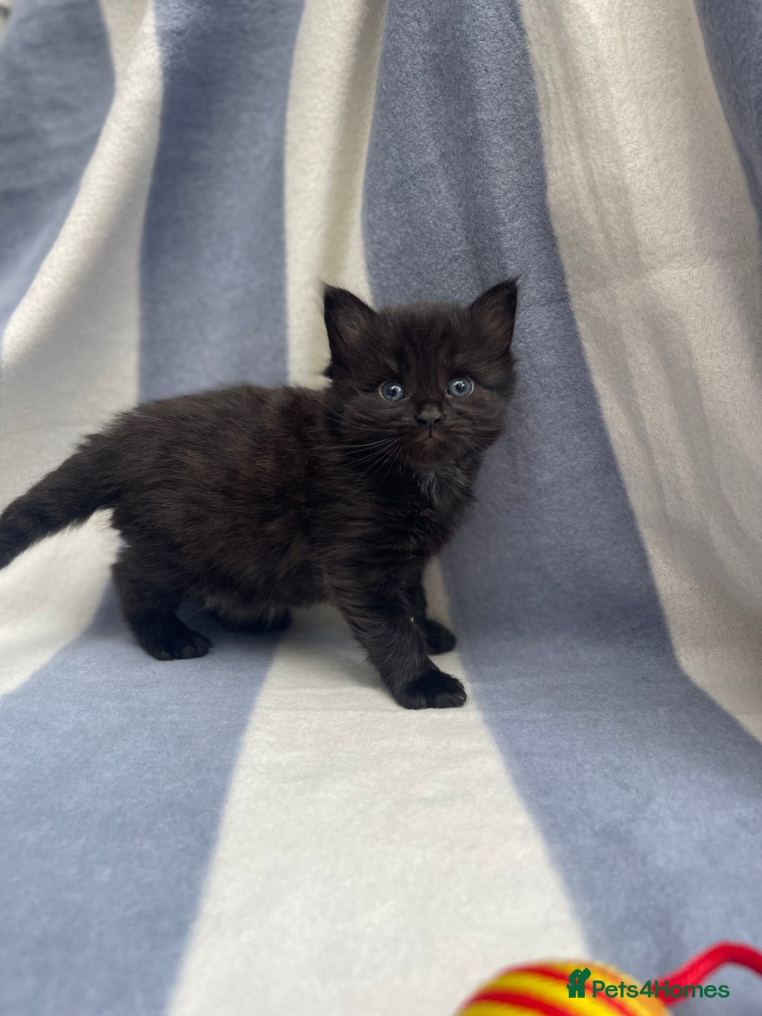 Domestic Shorthair cats for sale: Gorgeous kittens for sale  - Image 10