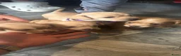 Mixed Breed dogs for sale: Cockhuahua - Advert 10