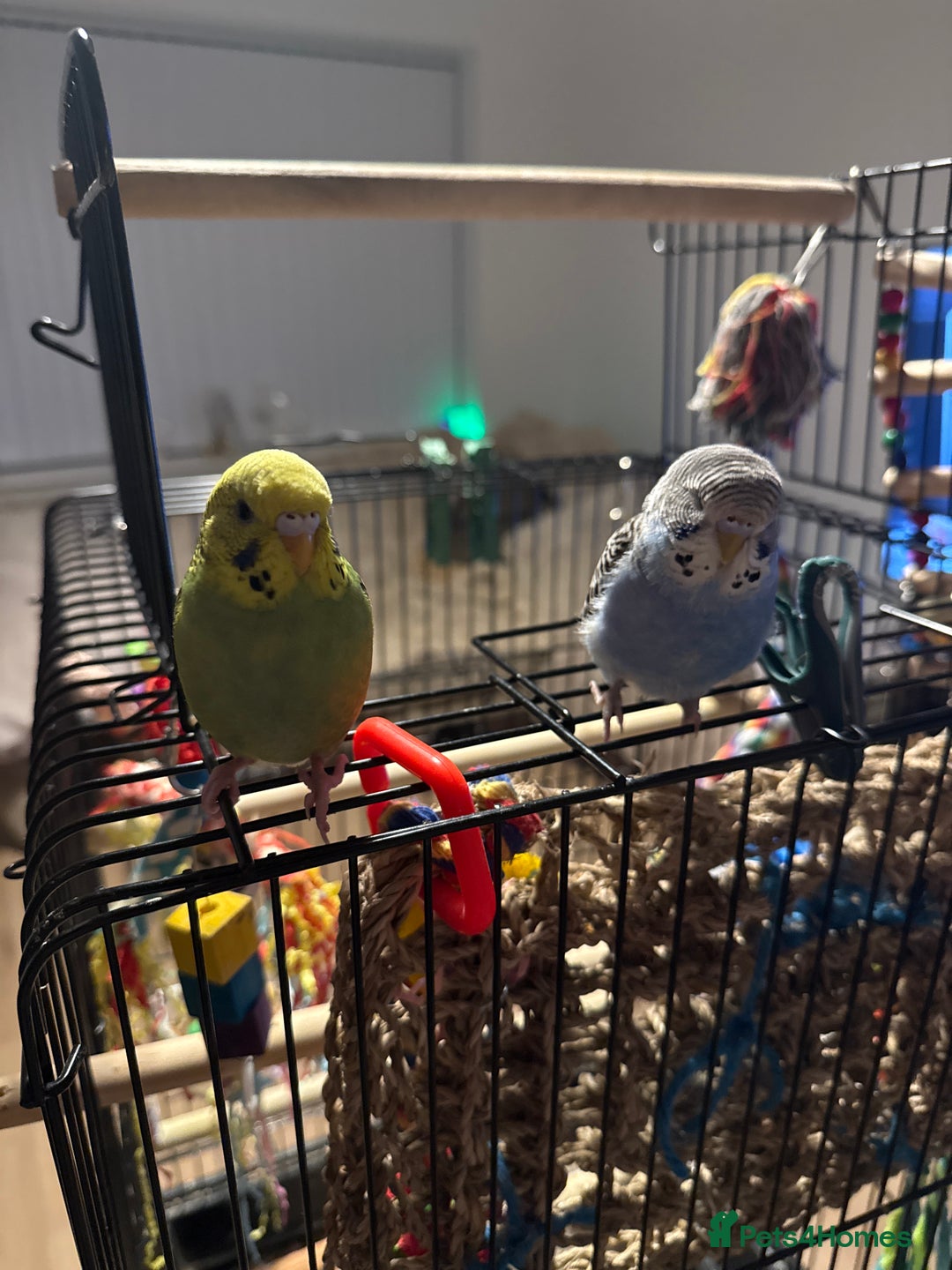 Budgerigars birds for sale: A pair of fully tamed budgies  £65 for both      - Image 8