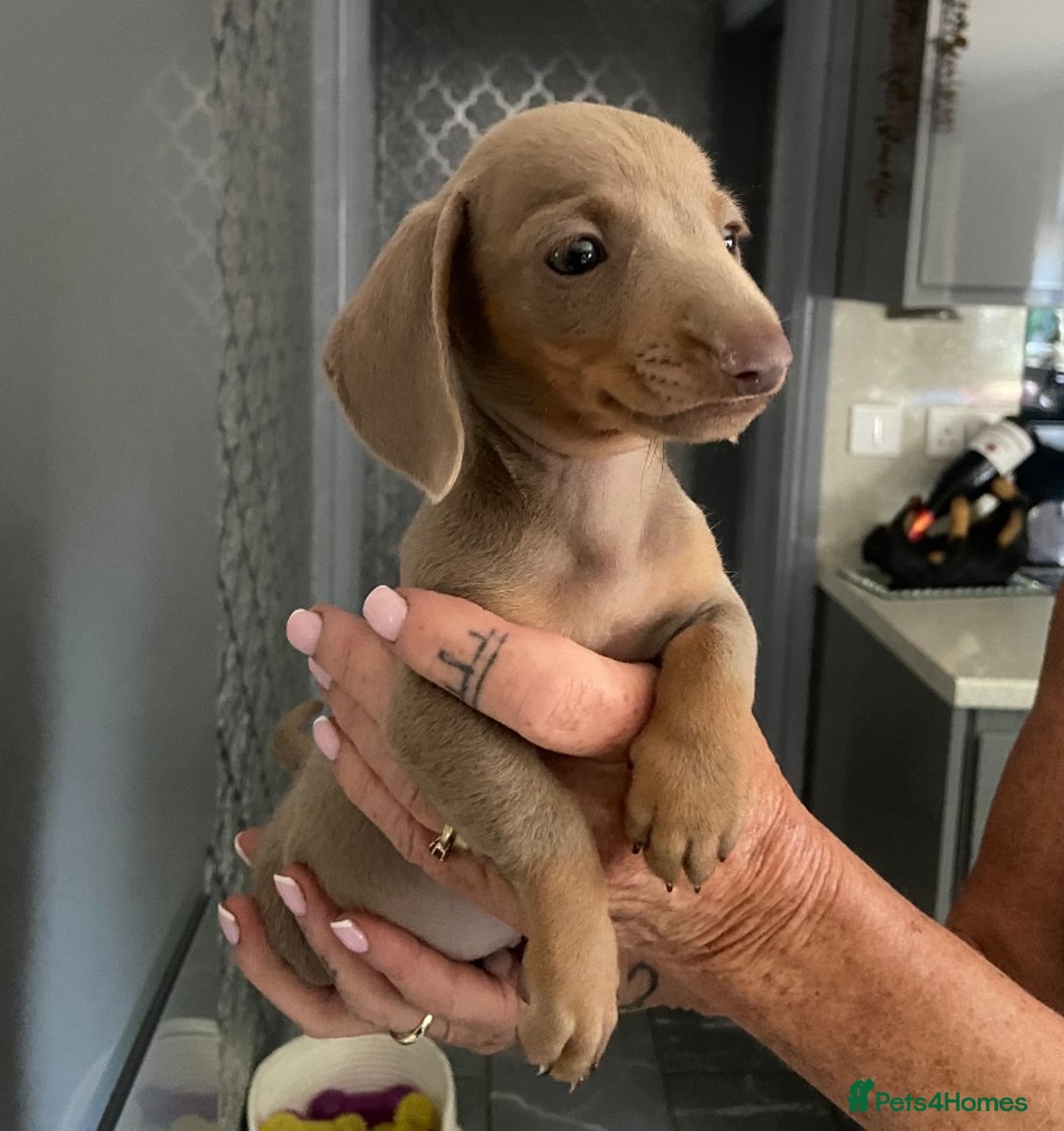 Miniature Dachshund dogs for sale: Beautiful mini dashys 💜 - Image 19