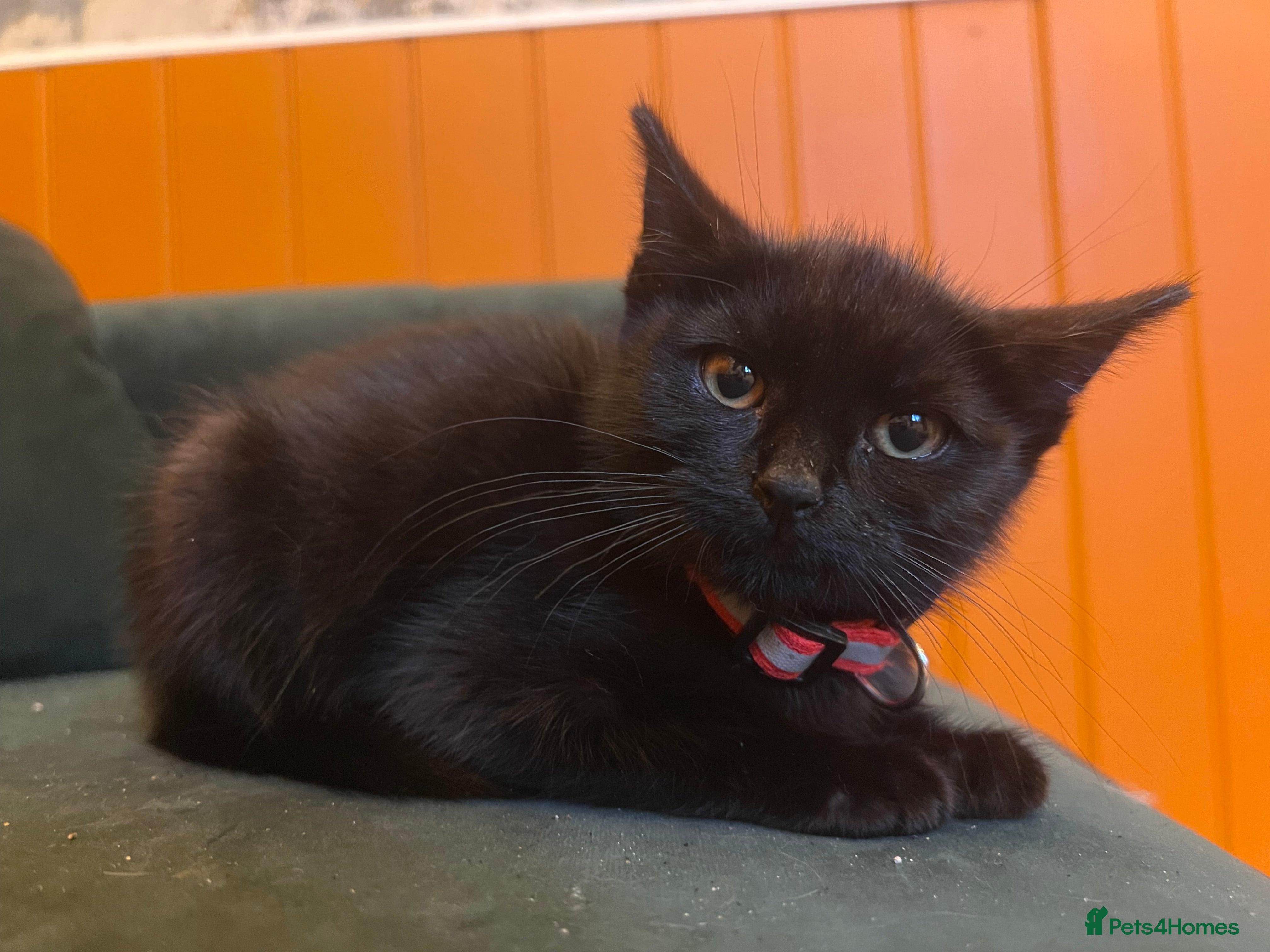 British Shorthair cats for sale: Rescue Kittens Looking for Forever Families  - Advert 3