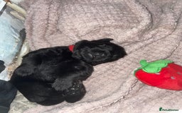 Mixed Breed dogs for sale: YOUR NEW BEST FRIEND IS WAITING!  - Image 29