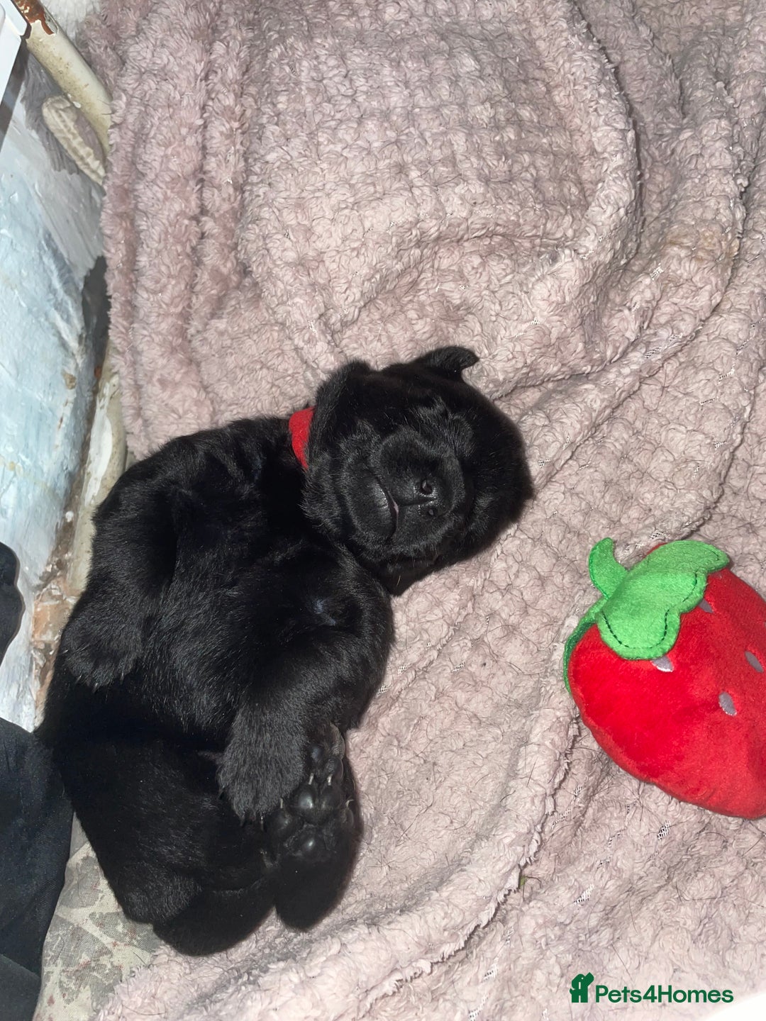 Mixed Breed dogs for sale: YOUR NEW BEST FRIEND IS WAITING!  - Image 29