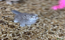 Scottish Fold cats for sale: Pure Scottish kittens in hull - Image 3