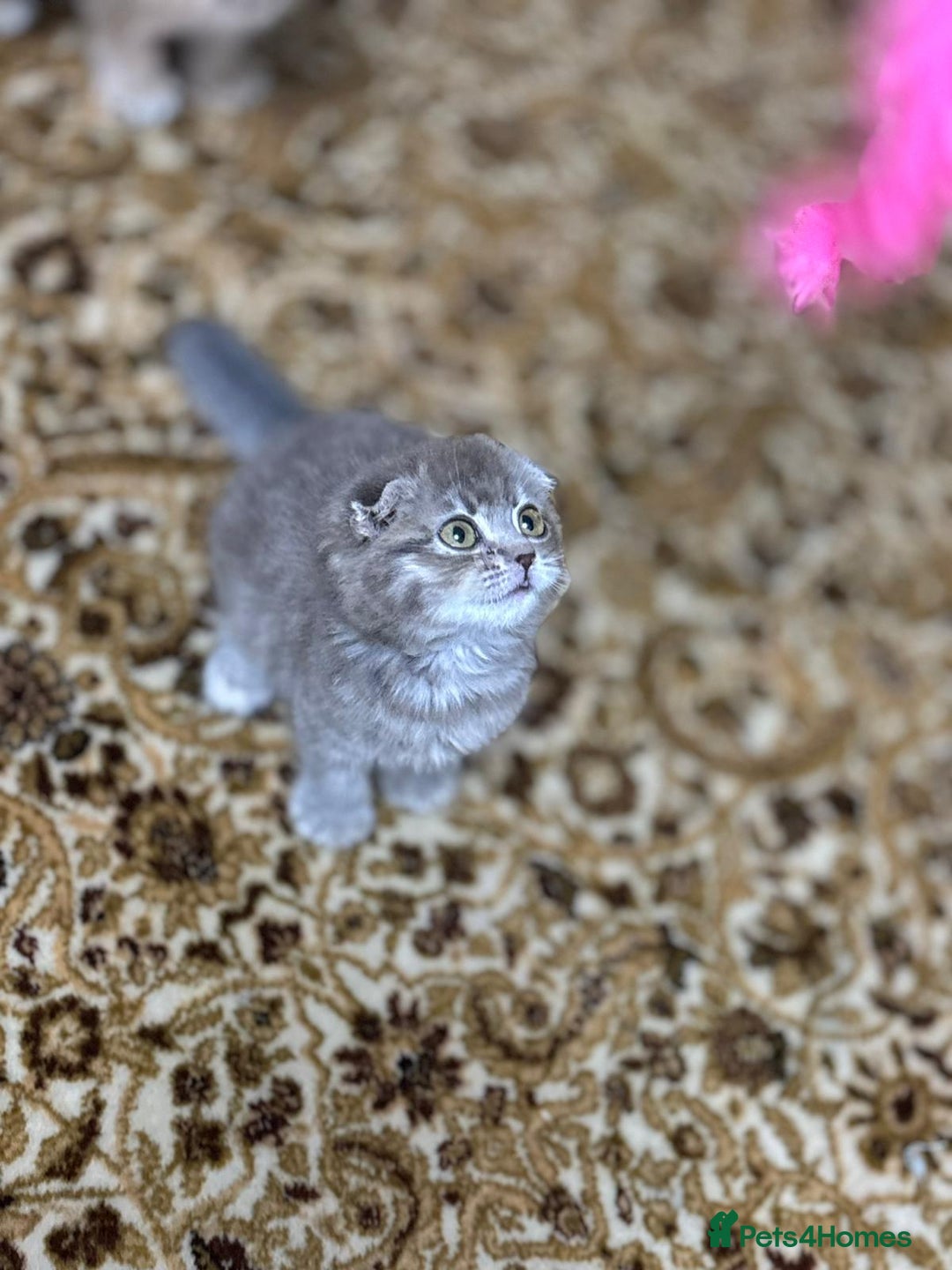 Scottish Fold cats for sale: Pure Scottish kittens in hull - Image 3