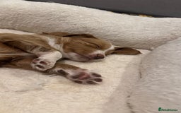 Cockapoo dogs for sale: Cockapoo x pups - Image 6