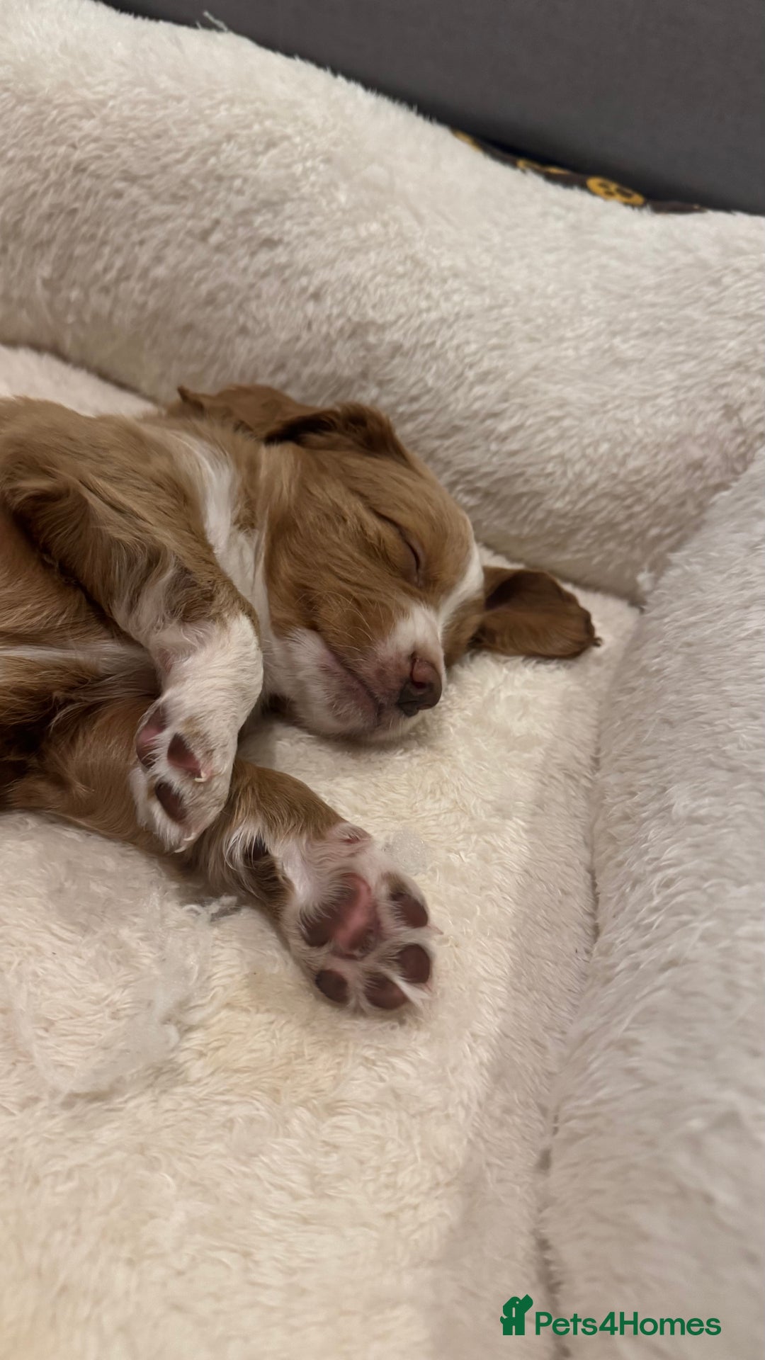 Cockapoo dogs for sale: Cockapoo x pups - Image 6