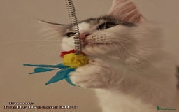 Maine Coon cats for sale: x2 Fluffy Boys from Fluffy Dreams MCO - Image 13