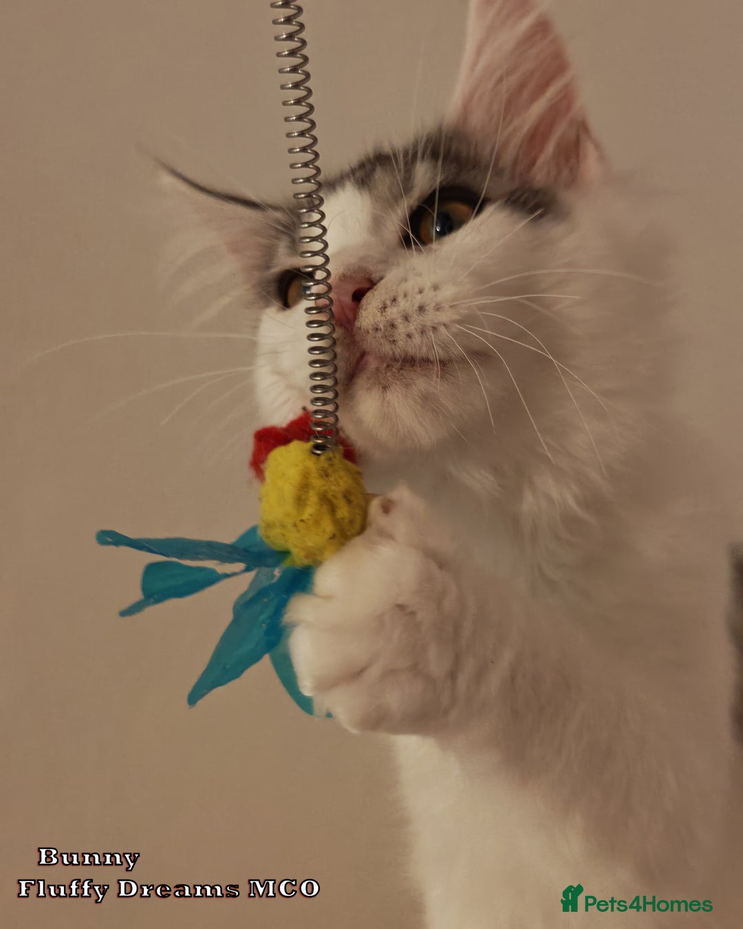 Maine Coon cats for sale: x2 Fluffy Boys from Fluffy Dreams MCO - Image 13