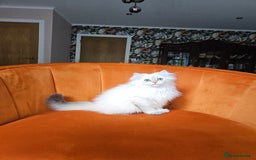 Scottish Fold cats for sale: Excellent Scottish straight girl ready to go in Erith - Image 19