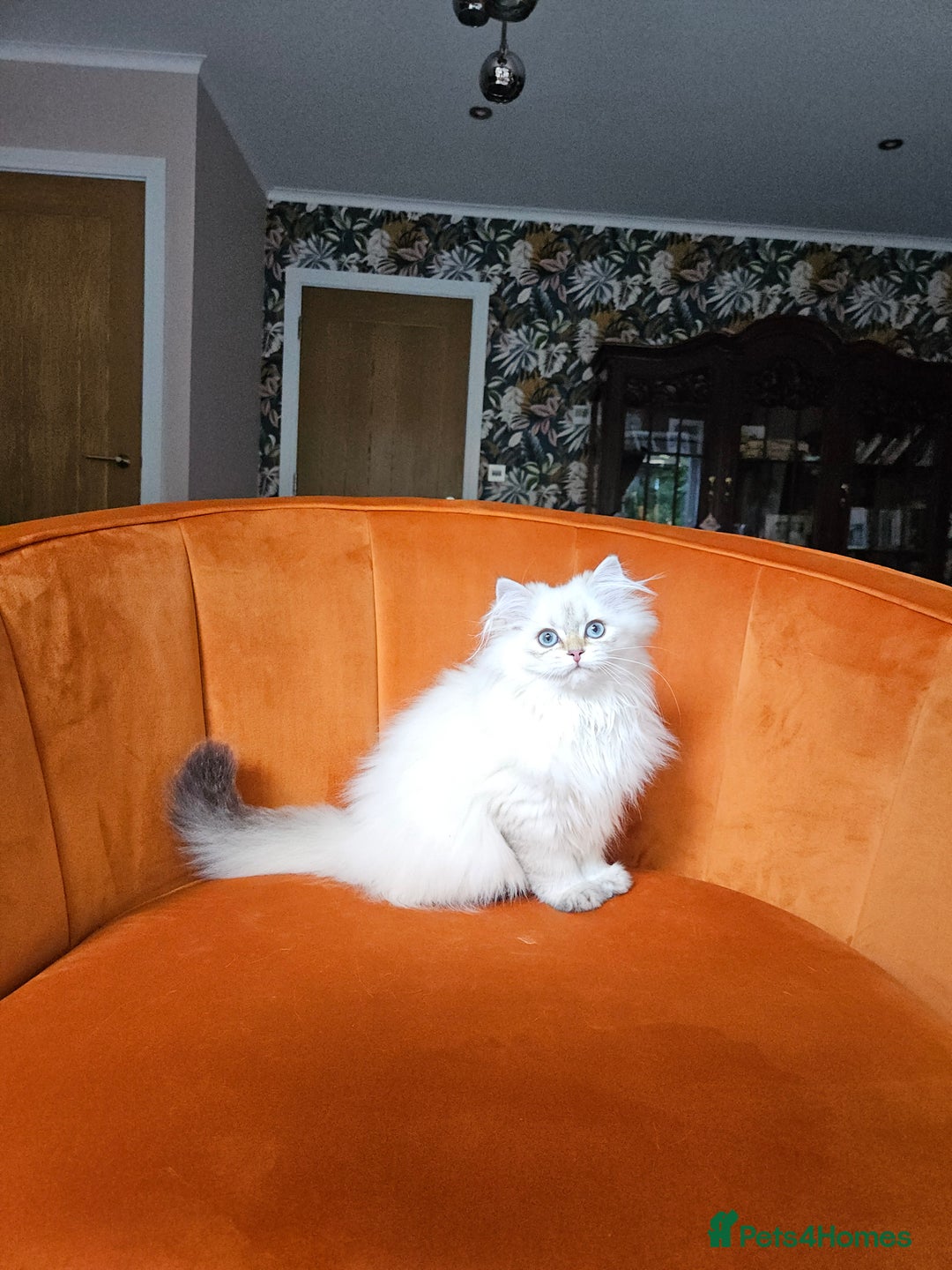 Scottish Fold cats for sale: Excellent Scottish straight girl ready to go in Erith - Image 19