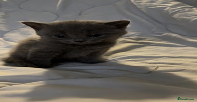 British Shorthair cats - Advert 14