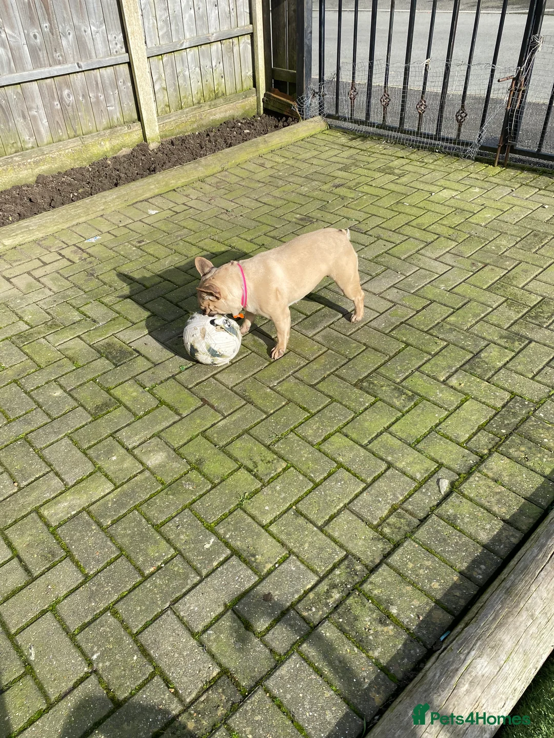 French Bulldog dogs for sale: Female loving girl in Sheffield - Advert 3