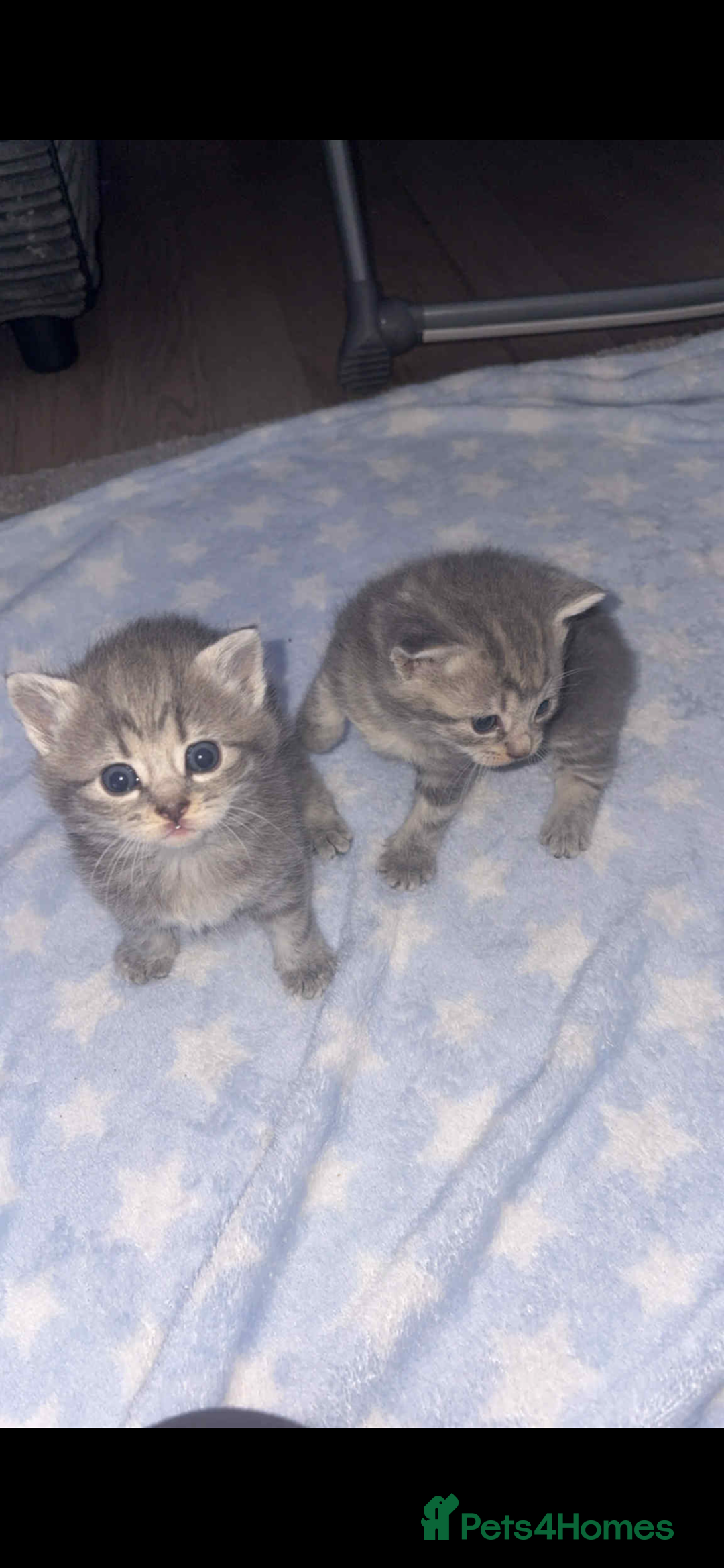 British Shorthair cats for sale: 1 male shorthair💙2 female💗🏡 - Advert 6