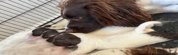 English Springer Spaniel dogs for sale: KC Registered English Springer Spaniel Puppies - Advert 24
