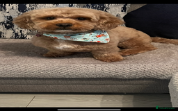 Cavapoo dogs for sale: RUBY ROSE - Cavapoo f1 ruby red - Image 6