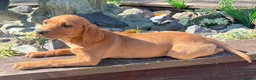 Labrador Retriever dogs for sale: Fox red Labrador  in Chichester - Advert 13