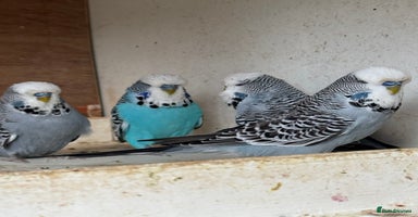 Budgerigars birds - Advert 3