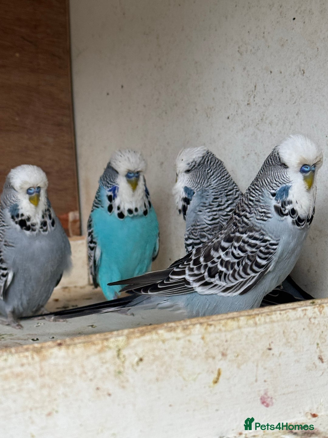 Budgerigars birds for sale: Exhibition budgie flock asap - Image 3