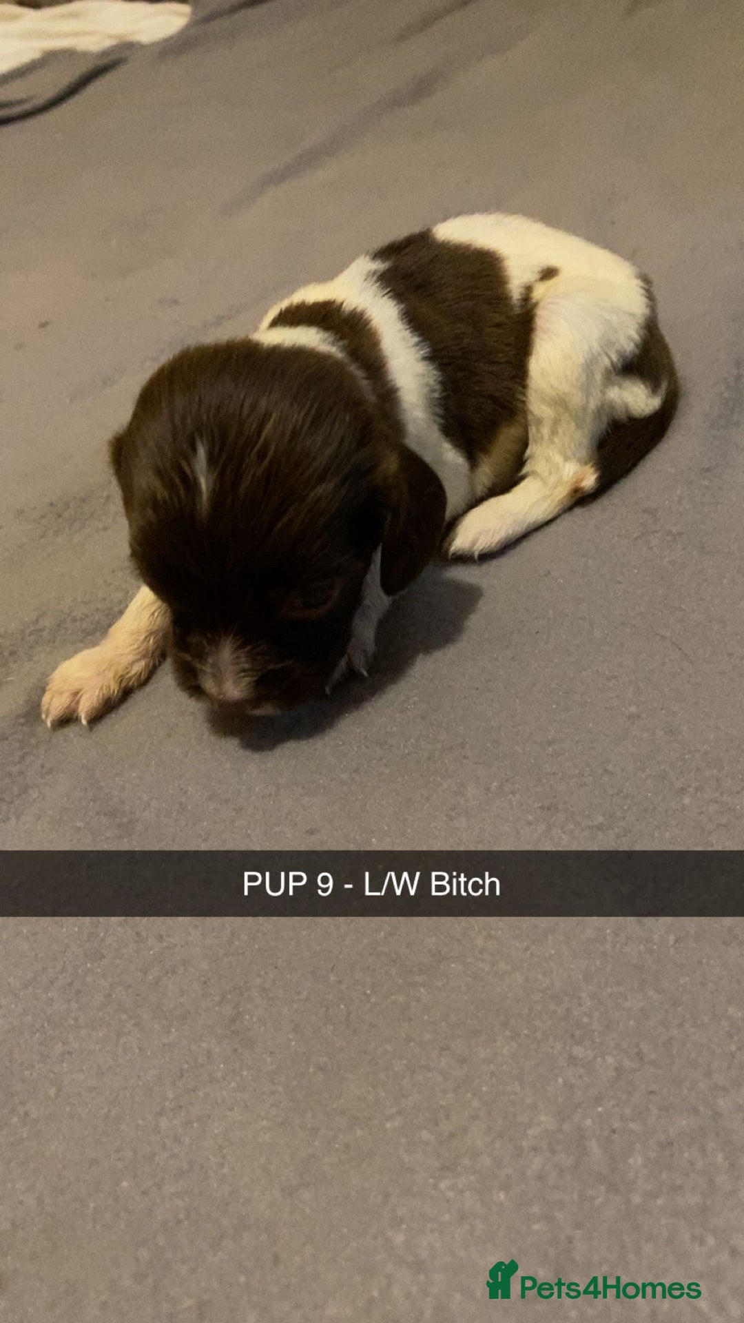 English Springer Spaniel dogs for sale: 6 Kc registered English springer spaniel pups  - Advert 6