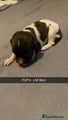 English Springer Spaniel Puppy 9