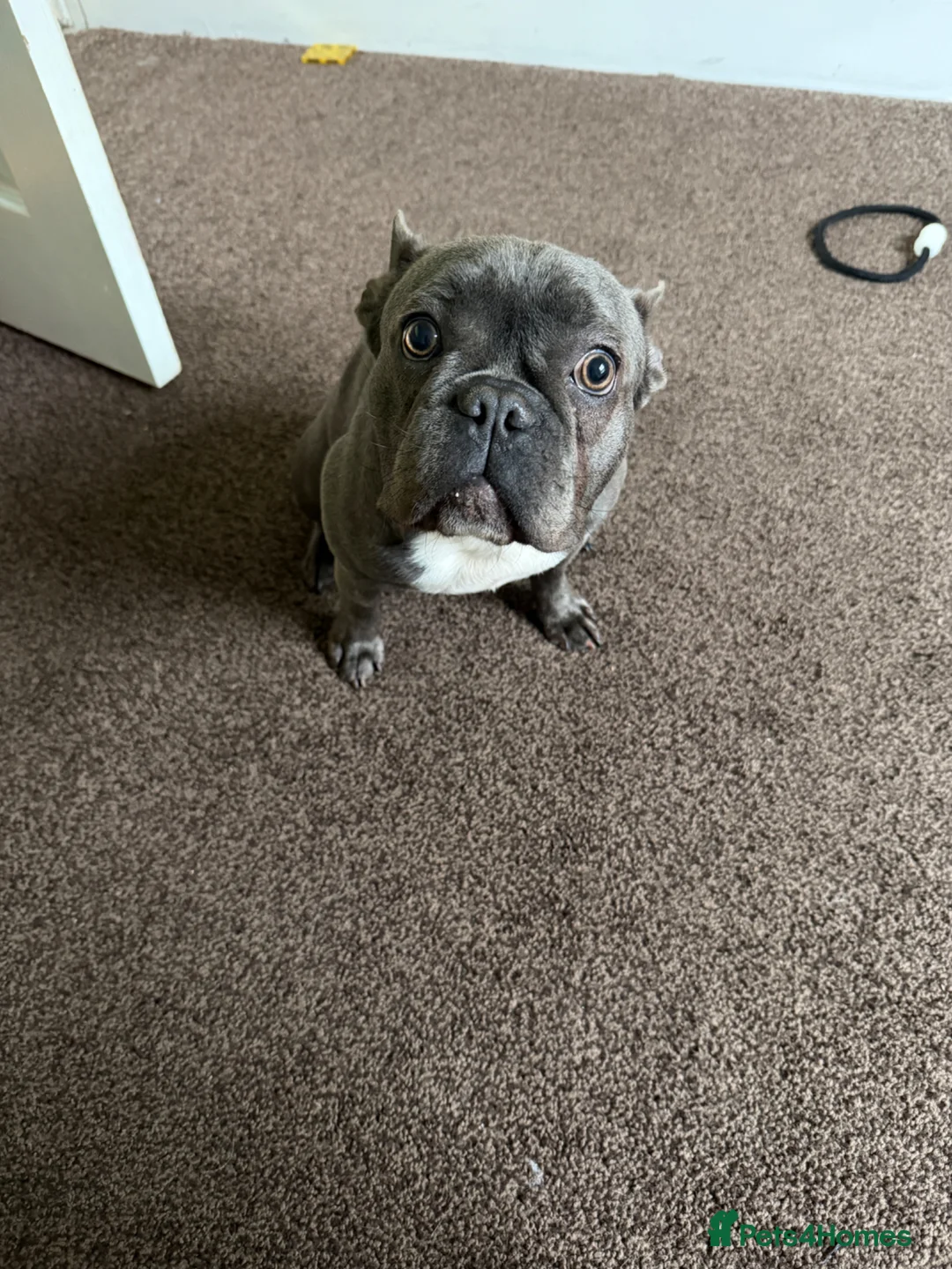 French Bulldog dogs for sale: Female french bulldog in Lincoln - Advert 2