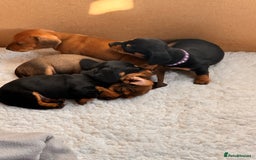 Miniature Dachshund dogs for sale: 5 gorgeous miniature dachshund puppies for sale  - Image 9