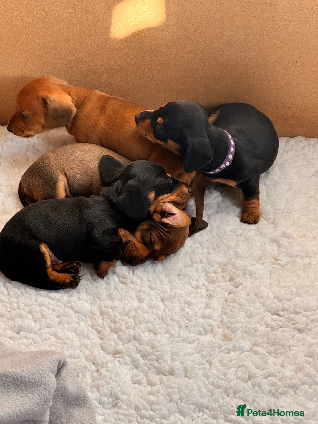 Miniature Dachshund dogs for sale: 5 gorgeous miniature dachshund puppies for sale  - Image 9