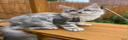 Maine Coon cats for sale: Female girl  Maine Coon kitten blue silver tabby  - Advert 4