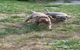 Mixed Breed dogs for sale: Beautiful lilac cane Corso x bulldog pups  - Image 10