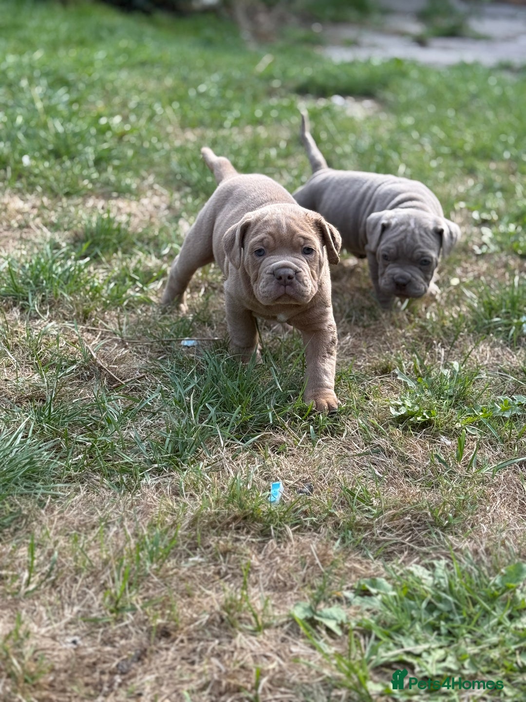 Mixed Breed dogs for sale: Beautiful lilac cane Corso x bulldog pups  - Image 10