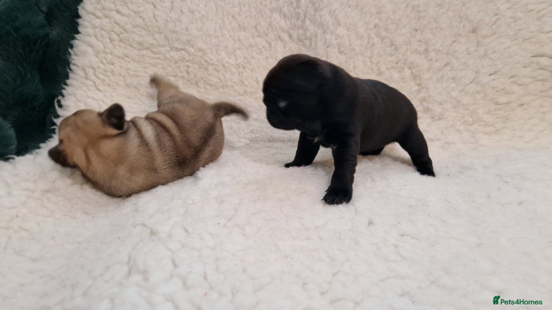 Pug dogs for sale: 2 Adorable pug puppies for sale  - Advert 2
