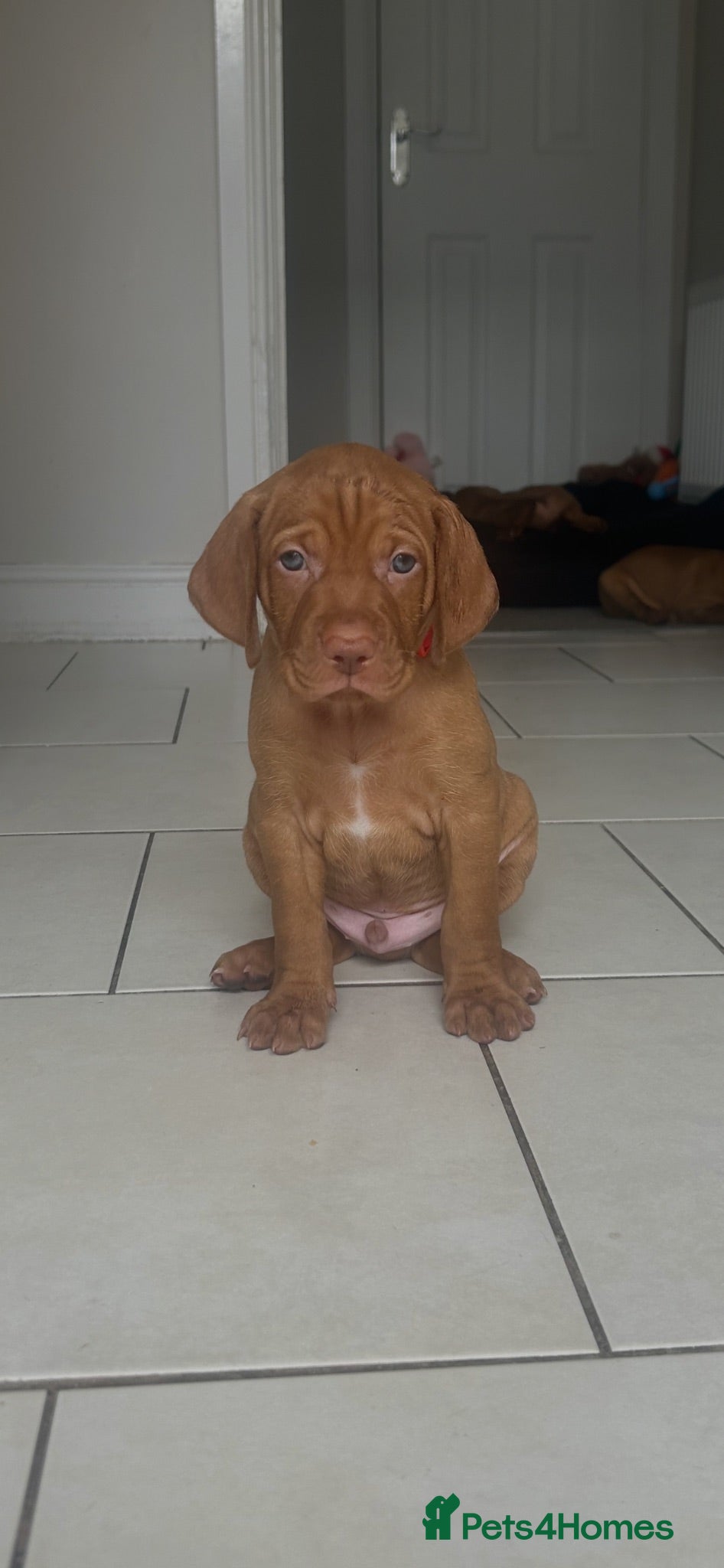 Hungarian Vizsla dogs Chunky KC Registered Hungarian Vizsla Puppies - Advert 1