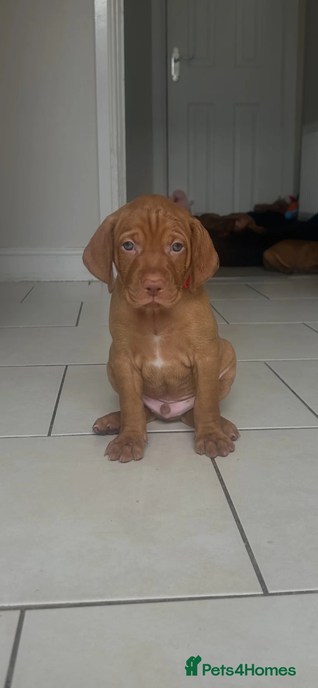 Hungarian Vizsla dogs for sale: Chunky KC Registered Hungarian Vizsla Puppies in Littleborough - Advert 1