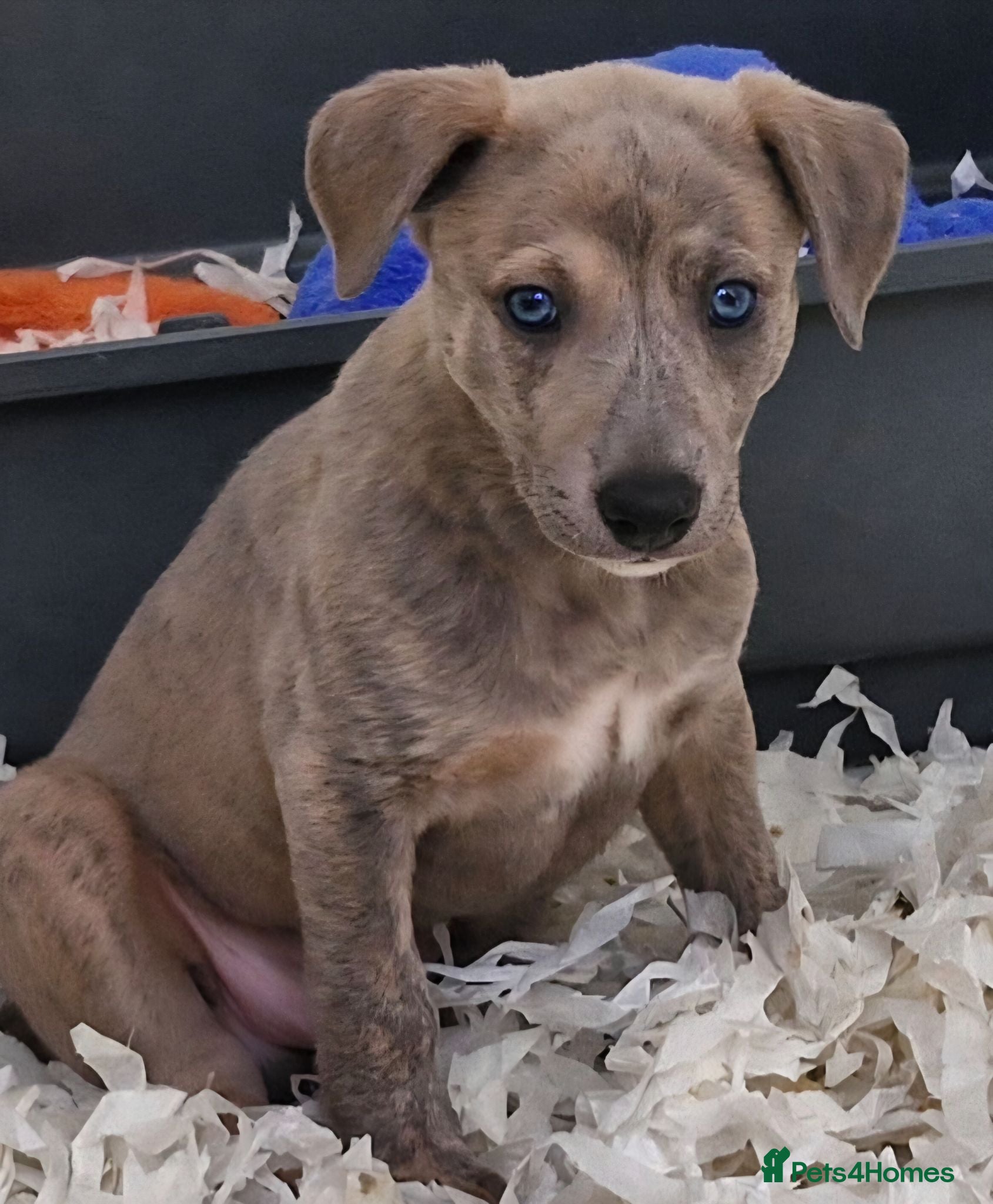 Whippet dogs Beautiful Whippet BOY puppy. - Advert 2