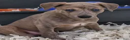 Whippet dogs for sale: Beautiful Whippet Puppies. - Advert 4