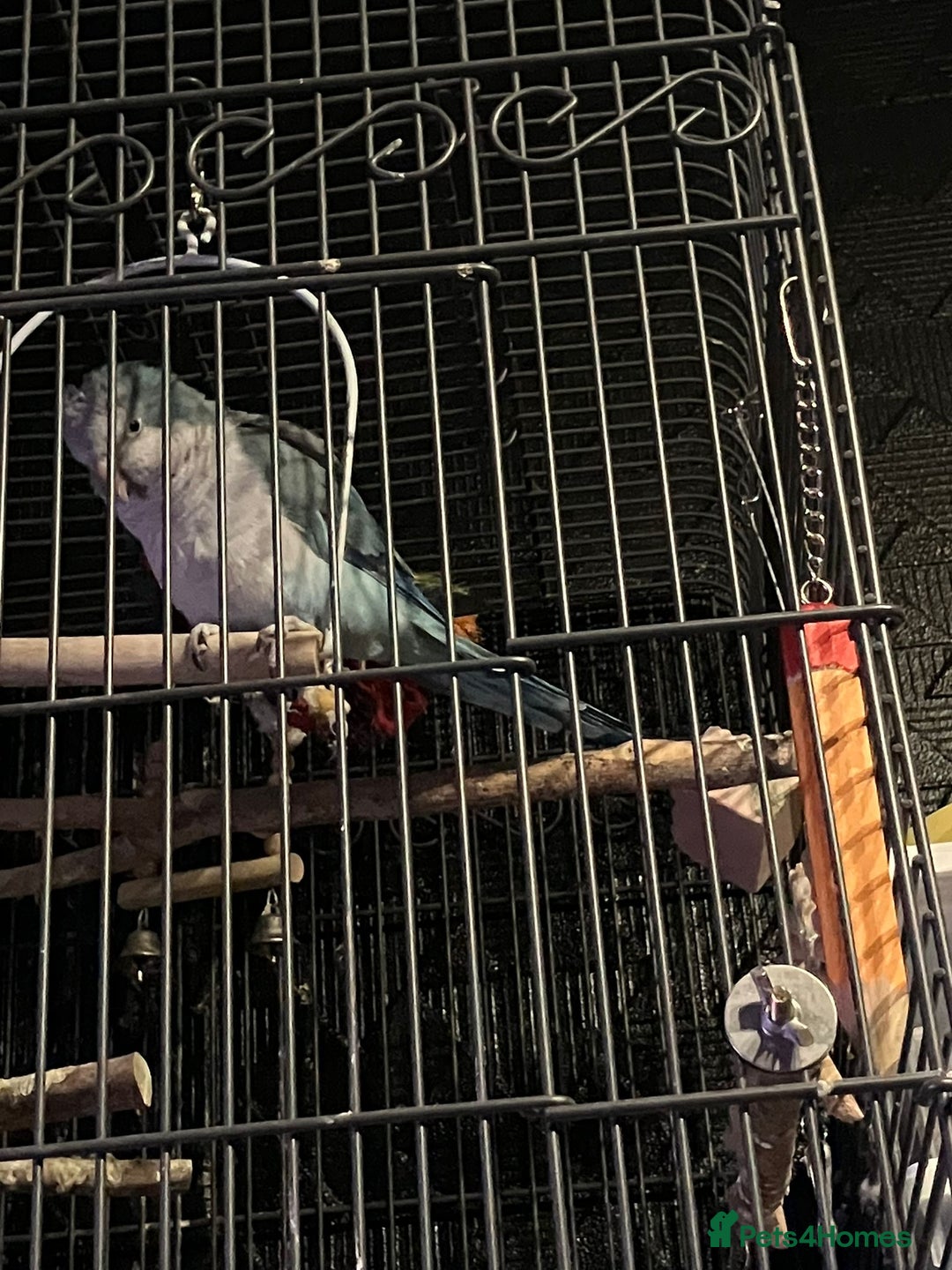 Parakeets birds for sale: Blue and white quaker parrot  - Advert 3