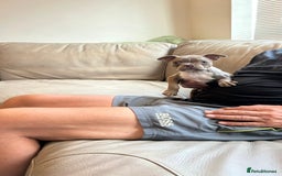 Boston Terrier dogs for sale: Beautiful KC Boston Terriers - Image 18