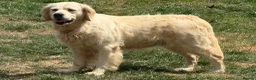 Golden Retriever dogs for sale: 3 Year old female for sale - Advert 5