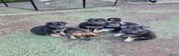 German Shepherd dogs for sale: Outstanding German Shepherd Puppies - Advert 4