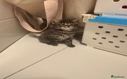 Mixed Breed cats for sale: Kittens ready for a new home  - Image 4