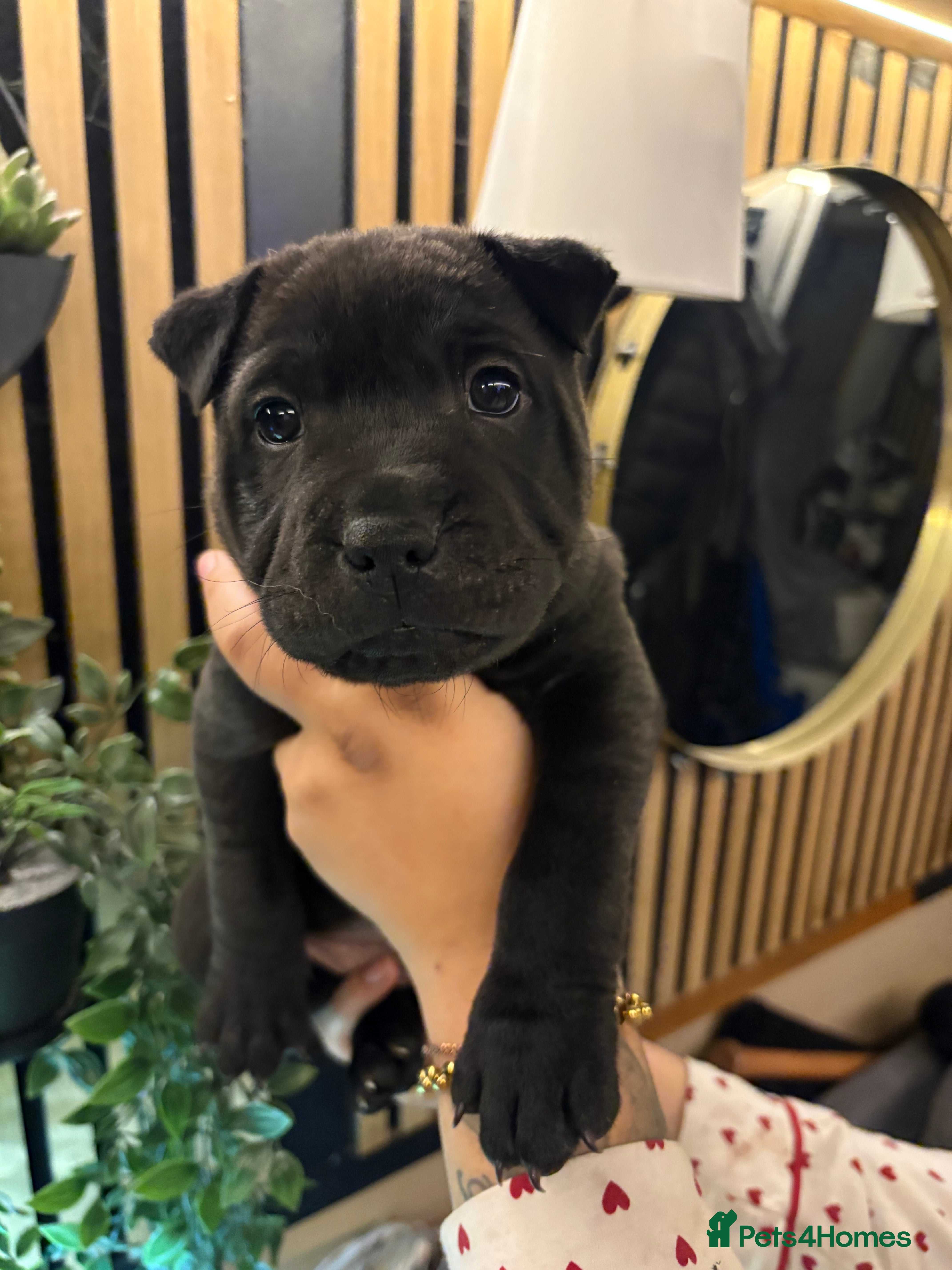 Shar Pei dogs SHARPEI PUP LAST ONE LEFT💙🐾 - Advert 1