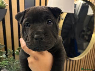 Shar Pei dogs SHARPEI PUP LAST ONE LEFT💙🐾 - Advert 1
