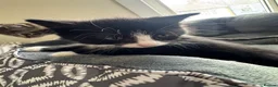 Mixed Breed cats for sale: Mixed breed kittens looking for new home  - Advert 6