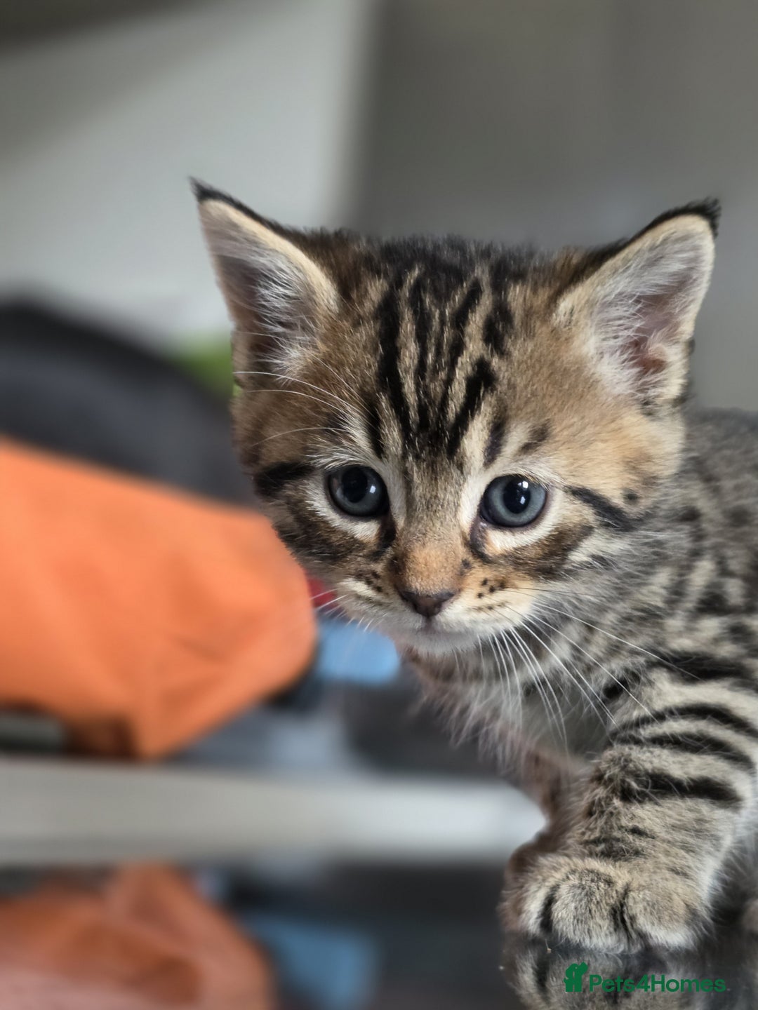 Bengal cats for sale: Kittens x bengal  - Advert 30