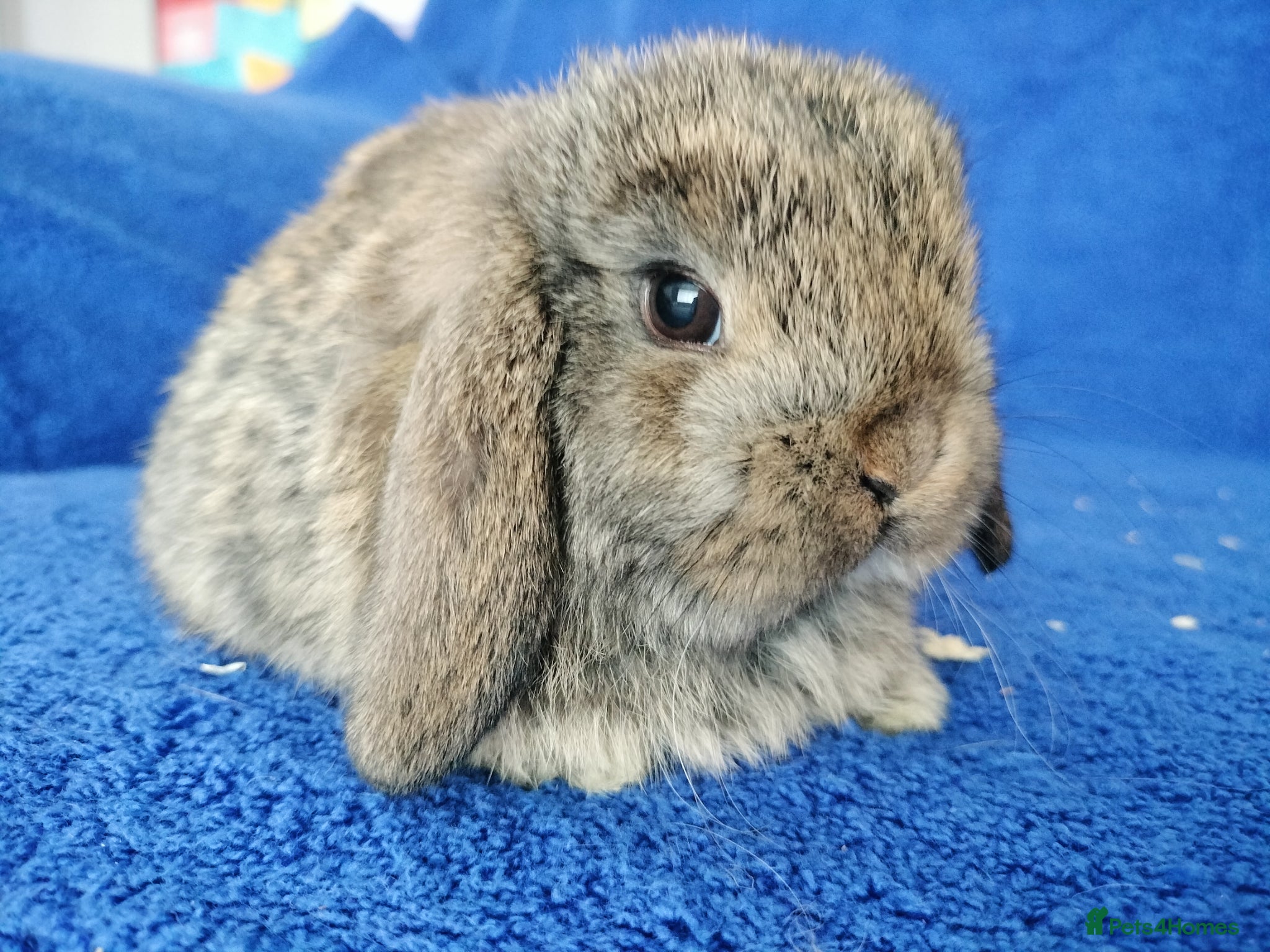 Mini Lop rabbits Baby mini lops for sale  - Advert 11